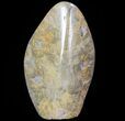 Polished Fossil Coral (Actinocyathus) - Free-Standing #69368-3